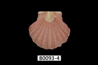 藏品(白碟海扇蛤)的圖片